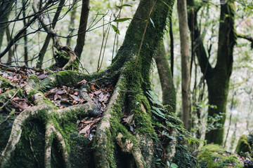 Landscape in Yakushima ,Japanese natural heritage.