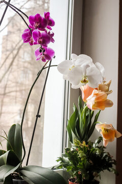 blooming bright purple orchids and cream tulips