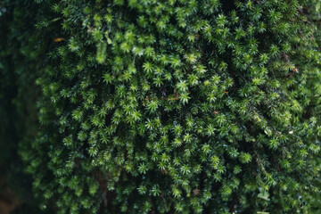 Landscape in Yakushima ,Japanese natural heritage.