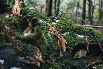 Landscape in Yakushima ,Japanese natural heritage.