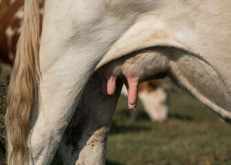 In close-up, a cow's tail, a leg and a small udder with warts on the tits