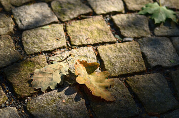 leaves on paving stones