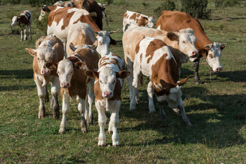 Fototapeta na wymiar Cows and calves in a herd in the field