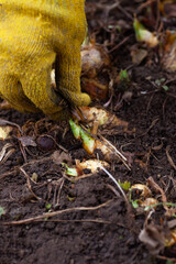 Closeup of hand in yellow work glove collecting dry leaves, grass and roots around iris flower sprouts in garden in daytime. First plants to bloom in spring.