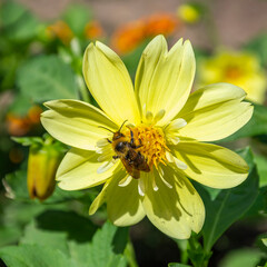 a flower in a flower bed