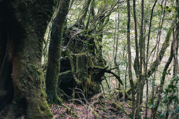 Landscape in Yakushima ,Japanese natural heritage.
