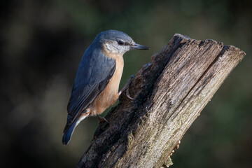 A nuthatch, Sitta europaea,  as it is perched on an old stump. There are no people and the background in out of focus natural 