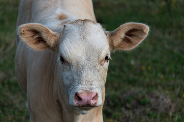 Close-up of a sweet orange and white calf with small horns standing on a pasture and looking at the camera