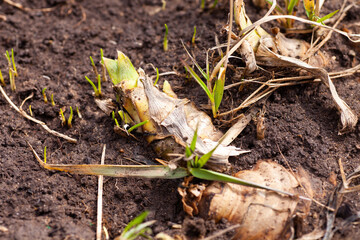 Closeup of iris flower sprouts growing on wet ground in garden in daytime. Free time outdoor activity for nature lovers. First plants to bloom in spring.