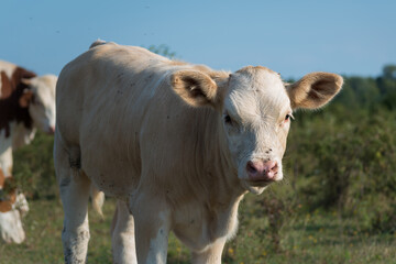 Close-up of a sweet orange and white calf standing on a pasture and looking at the camera