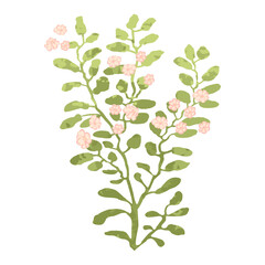 Plant Colorful Illustration Isolated on white background