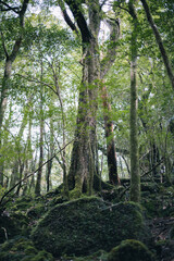 Fototapeta premium Landscape in Yakushima ,Japanese natural heritage.