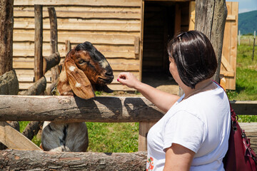 Woman feeding goat on farm, near wooden fence on farm
