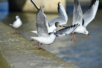 Group of seagulls in flight