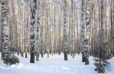 Winter birch forest in sunny weather against the blue sky - 487311175