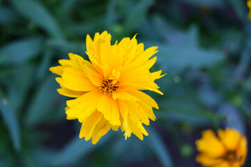 Yellow daisy in the garden