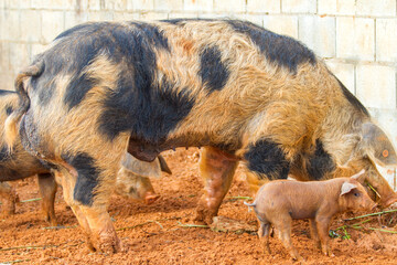Spanisches Hausschwein © Heiko Köhrer-Wagner