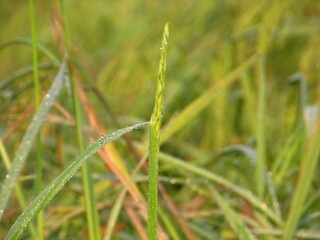paddy plants 