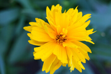 Yellow daisy in the garden