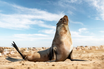 Fur seal enjoy the heat of the sun at the Cape Cross seal colony in Namibia, Africa. Wildlife...