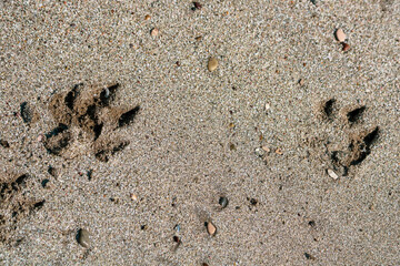 two dog paw prints on beach sand