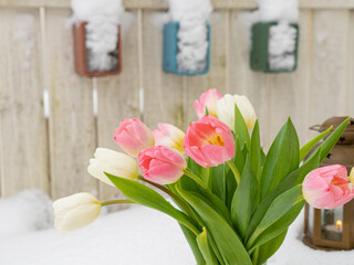 White and pink tulips donut and lanterns on snow Spring concept. congratulations on March 8, Easter