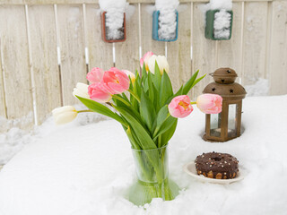 White and pink tulips donut and lanterns on snow Spring concept. congratulations on March 8, Easter