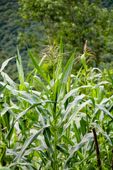 Growing corn on branch