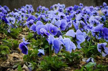 delicate blue flowers