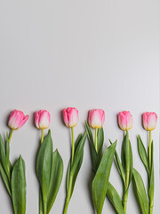 Tulips in a row, white and pink, plan from above. Gray background, there is a place for text..Congratulations concept, March 8