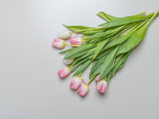 Bouquet of tulips, white and pink, plan from above. Gray background, there is a place for text..Congratulations concept, March 8