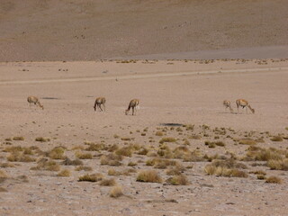 Photograph taken on a sunny day around Atacama desert region at Chili, showing the architecture and colours of this historical place. Rocks formation, lagoons, fauna and geysers.