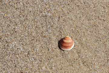 Small seashell on sea bottom