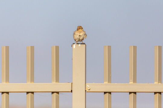 A single disheveled sparrow on a metal fence at morning