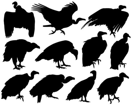 Set of silhouette of vulture in black.