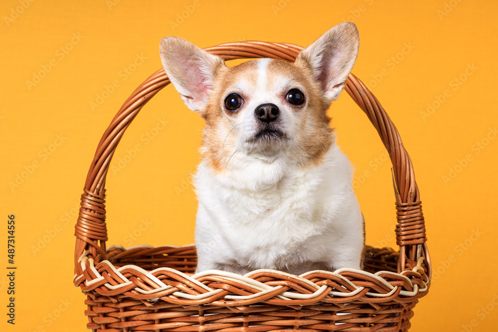 Canvas Prints a Chihuahua dog sits in a basket on a yellow background