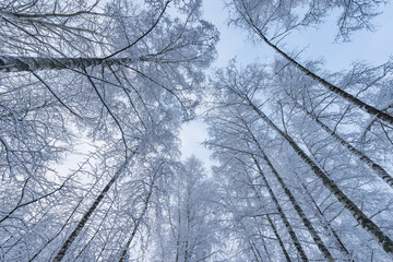 Birch tree trunks and branches under the snow.