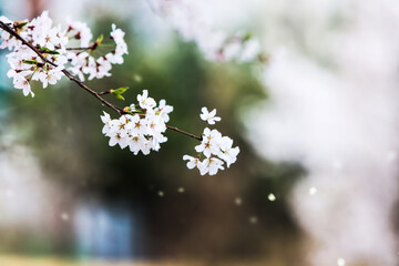벚꽃이 활짝 핀 아름다운 벚나무 가로수에 봄 바람에 휘날리는 아름다운 꽃잎 