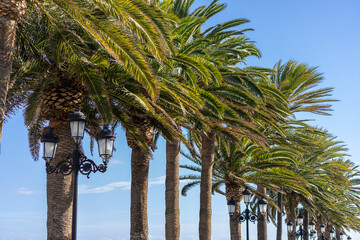 The avenue of palm trees along the Balcon de Europa, Nerja, Andalusia, Spain. Sunny winter. No people. - obrazy, fototapety, plakaty