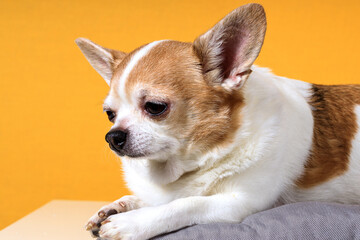 Chihuahua dog lies on a pillow on a yellow background