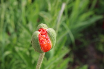 Poppy flowers or papaver rhoeas poppy in garden, early spring on a warm sunny day, against a bright blue sky. High quality photo