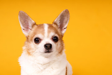 Obraz premium dog breed chihuahua close-up on a yellow background