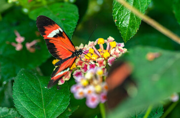 Papillon Heliconius erato sur une feuille
