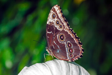 Papillon Caligo martia sur une fleur © guitou60