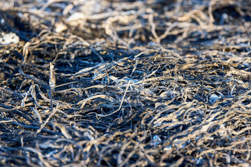 plant debris left over from a vegetation fire