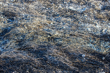 Fototapeta na wymiar plant debris left over from a vegetation fire