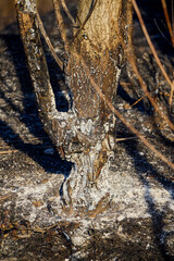 plant debris left over from a vegetation fire