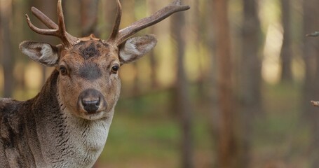 Fallow Deer Or Dama Dama In Autumn Forest. Europe 4K. Close Up Portrait With Copyspace copy space