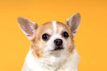 dog breed chihuahua close-up on a yellow background