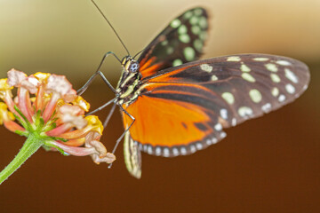 Papillon Heliconius hecale sur une fleur